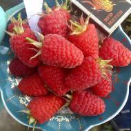 Саджанець Малина Маравілла (Малинове дерево)